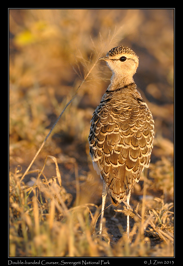 double_banded_courser_2484a
