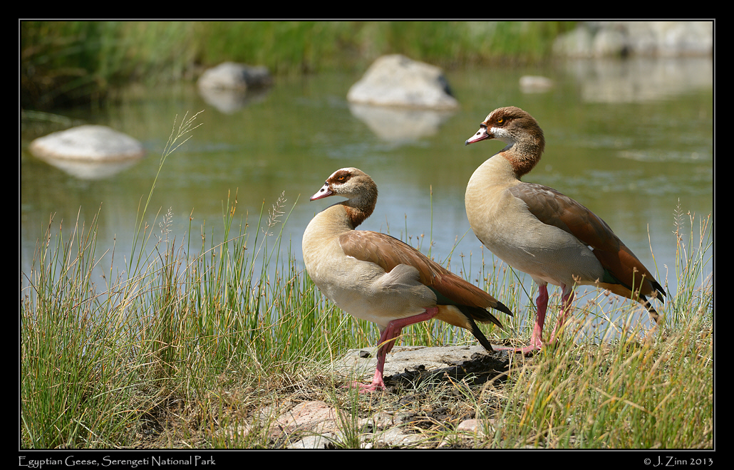 egyptian_geese_9862b