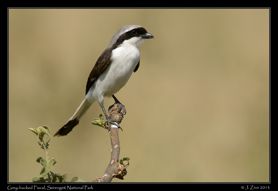 grey_backed_fiscal_9825a