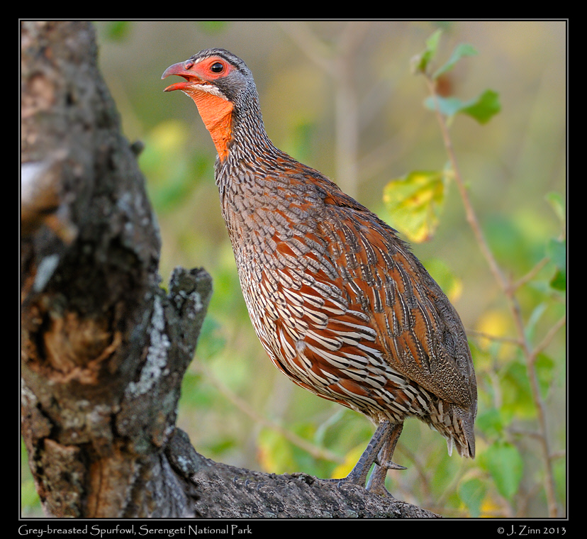 grey_breasted_spurfowl_2729a