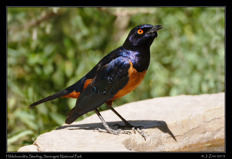 hildebrandts_starling_2418a