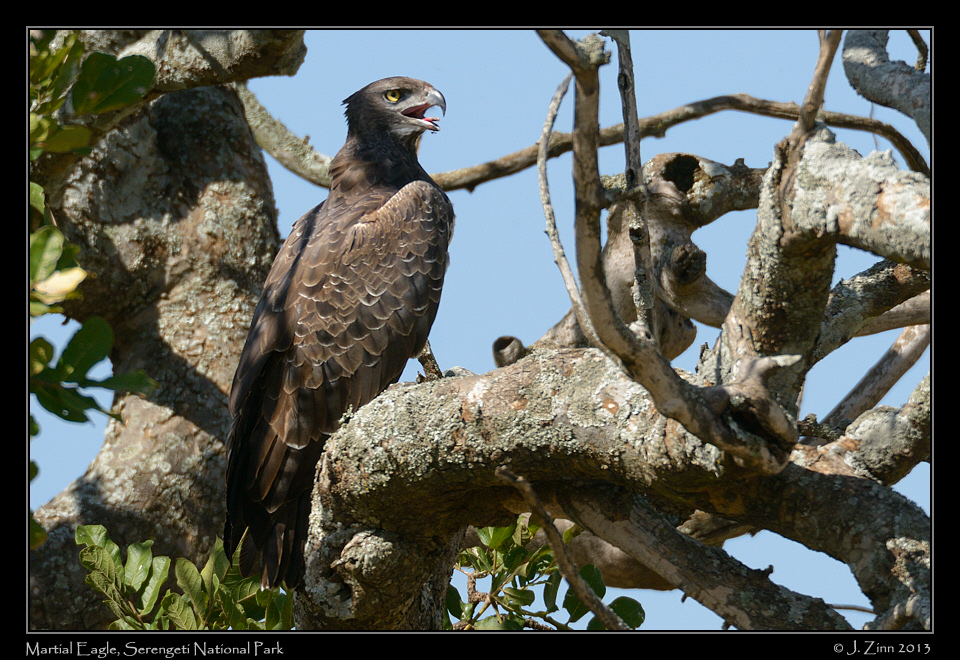 martial_eagle_9787b