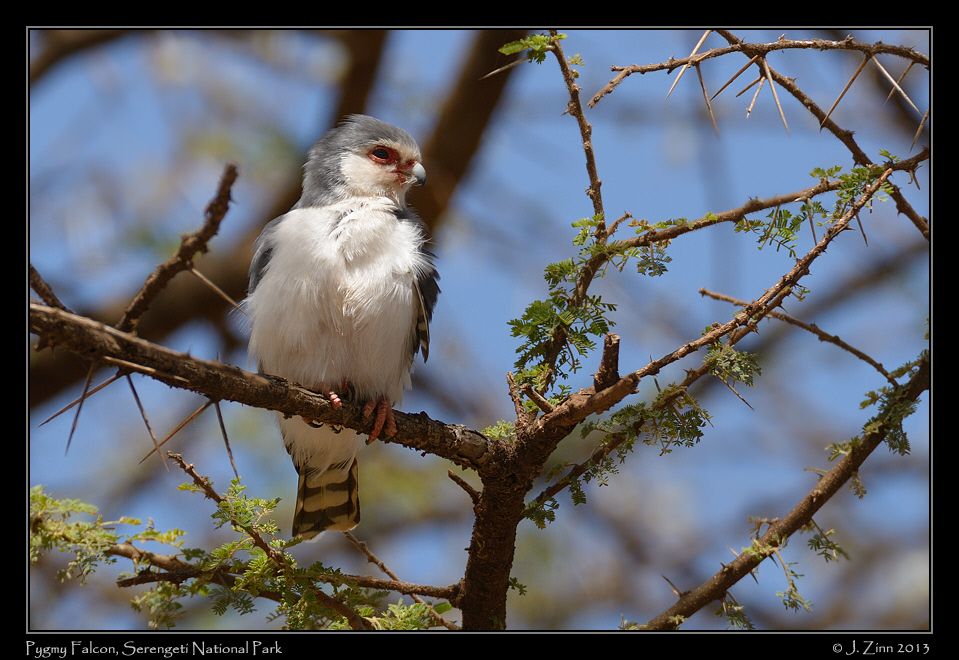 pygmy_falcon_9471a