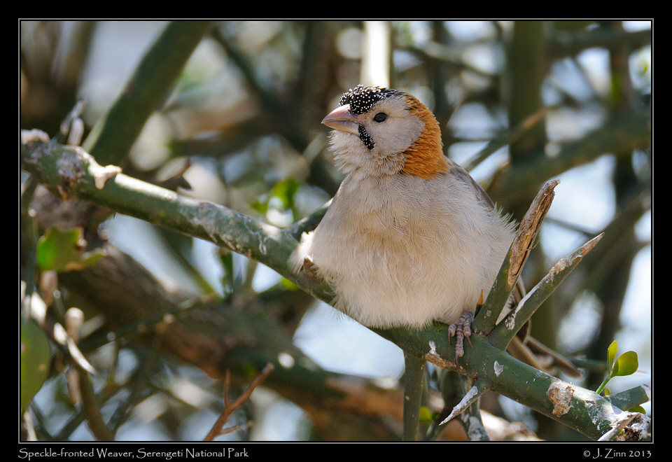 speckle_fronted_weaver_2640a