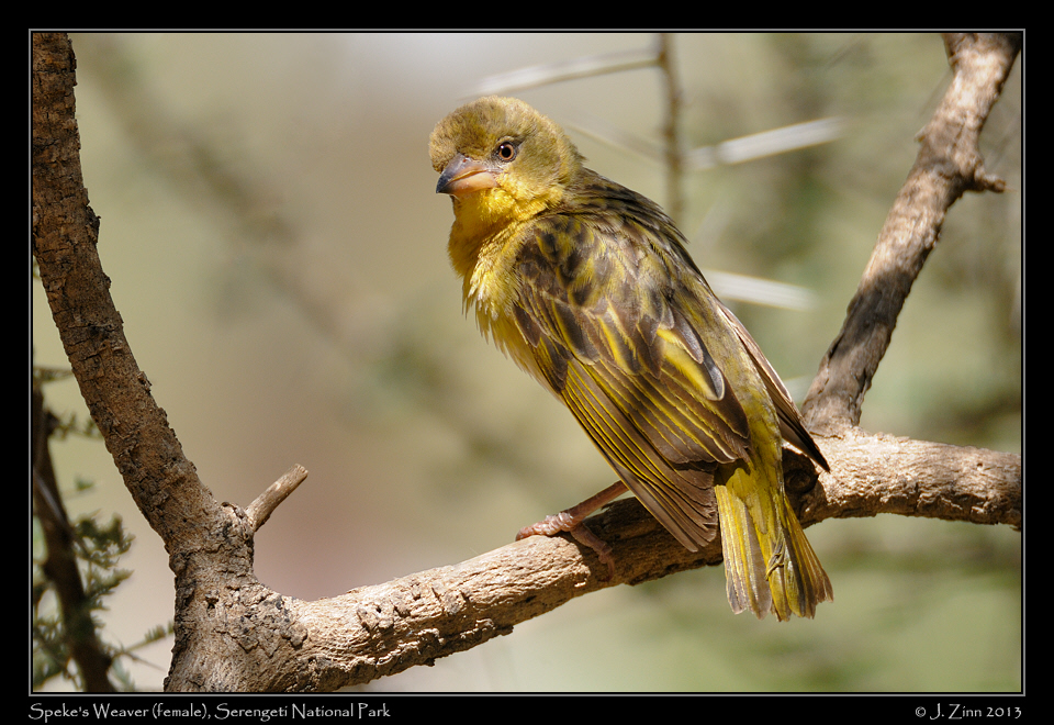 spekes_weaver_2423a