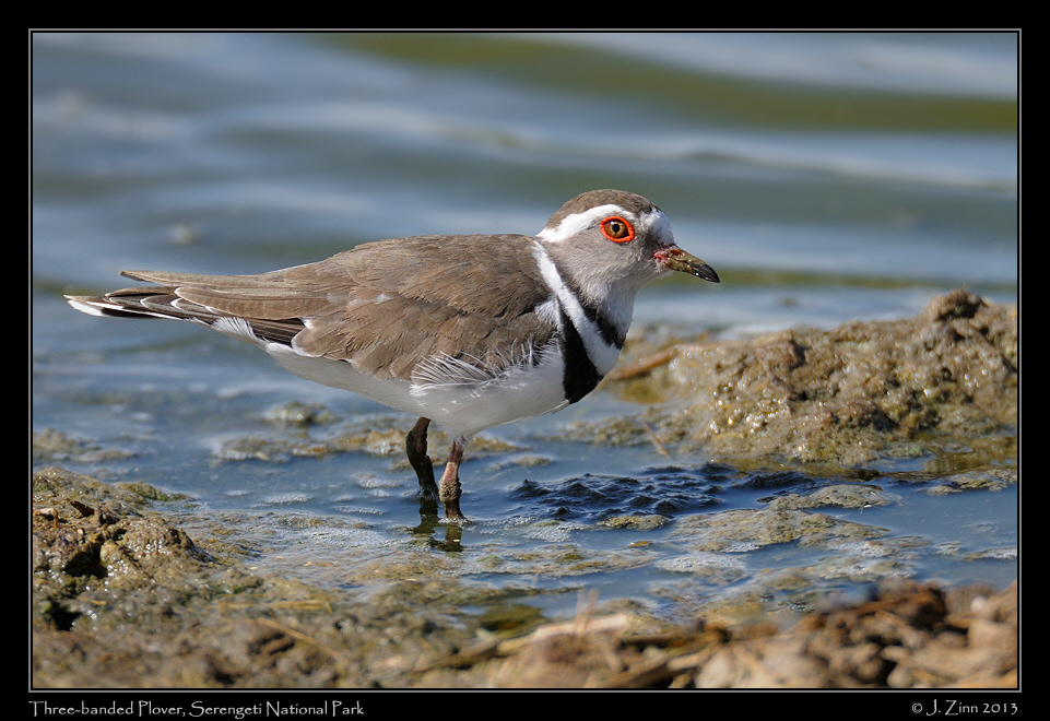 three_banded_plover_2430b