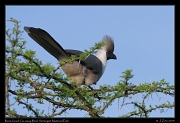  Bare-faced Go-away Bird, Serengeti National Park � J. Zinn