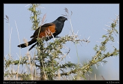  Black Coucal, Serengeti National Park � J. Zinn