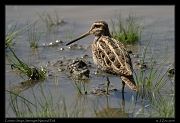  Common Snipe, Serengeti National Park � J. Zinn