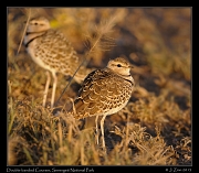  Double-banded Courser, Serengeti National Park � J. Zinn