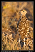  Double-banded Courser, Serengeti National Park � J. Zinn