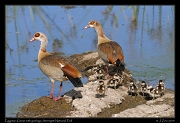  Egyptian Geese with goslings, Serengeti National Park � J. Zinn