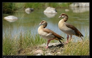  Egyptian Geese, Serengeti National Park � J. Zinn