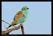  European Roller, Serengeti National Park � J. Zinn