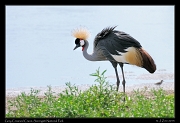  Grey Crowned Crane, Serengeti National Park � J. Zinn