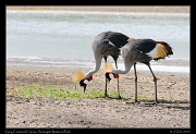  Grey Crowned Cranes, Serengeti National Park � J. Zinn