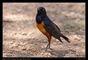  Hildebrandt's Starling, Serengeti National Park � J. Zinn
