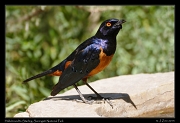  Hildebrandt's Starling, Serengeti National Park � J. Zinn