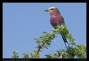  Lilac-breasted Roller, Serengeti National Park � J. Zinn