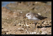  Little Stint, Serengeti National Park � J. Zinn