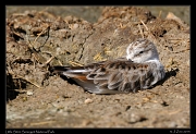  Little Stint, Serengeti National Park � J. Zinn