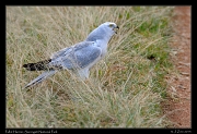  Pallid Harrier, Serengeti National Park � J. Zinn