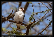  Pygmy Falcon, Serengeti National Park � J. Zinn