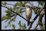  Rattling Cisticola, Serengeti National Park � J. Zinn