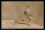  Rufous-naped Lark, Serengeti National Park � J. Zinn