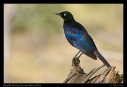  Ruppell's Starling, Serengeti National Park � J. Zinn