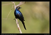  Ruppell's Starling, Serengeti National Park � J. Zinn