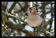  Speckle-fronted Weaver, Serengeti National Park � J. Zinn