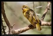  Speke's Weaver (female), Serengeti National Park � J. Zinn