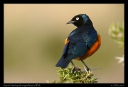  Superb Starling, Serengeti National Park � J. Zinn