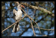  Tanzanian Red-billed Hornbill, Serengeti National Park � J. Zinn