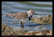  Three-banded Plover, Serengeti National Park � J. Zinn
