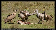  White-backed and Ruppell's Griffon Vultures on kill, Serengeti National Park � J. Zinn