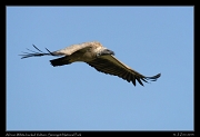  African White-backed Vulture in flight, Serengeti National Park � J. Zinn