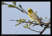  White-bellied Canary, Serengeti National Park � J. Zinn