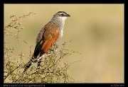  White-browed Coucal, Serengeti National Park � J. Zinn
