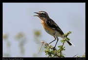  Winchat, Serengeti National Park � J. Zinn