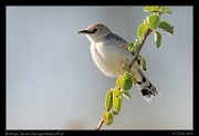  Winding Cisticola, Serengeti National Park � J. Zinn