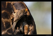  Yellow-billed Oxpecker on giraffe, Serengeti National Park � J. Zinn