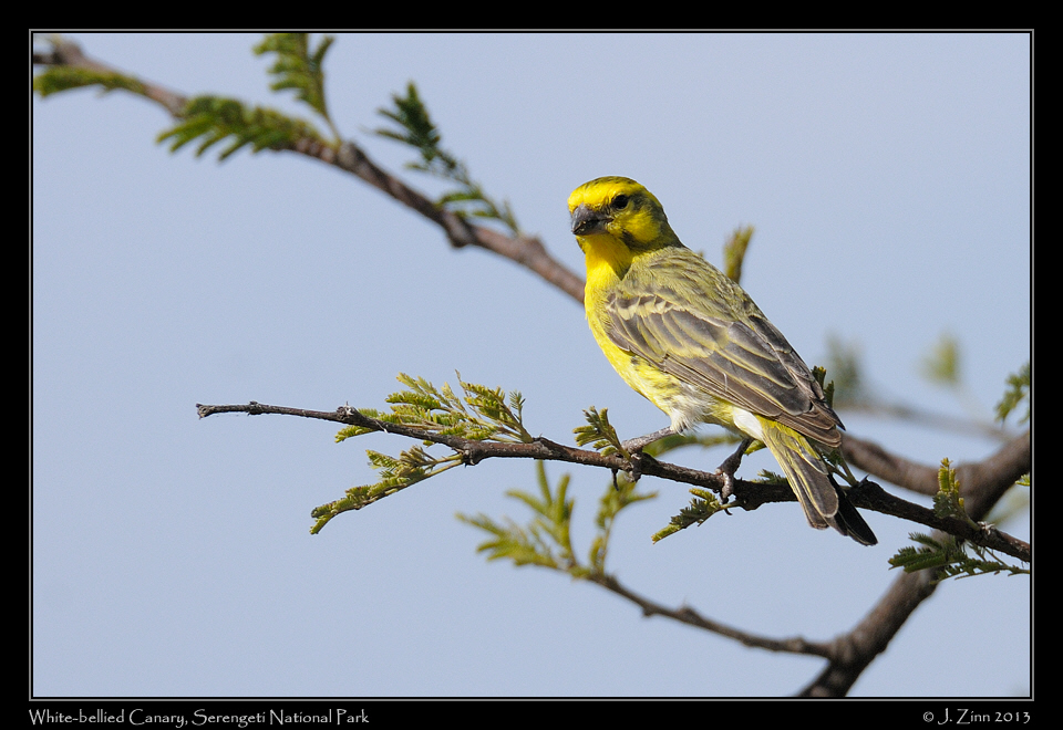 white_bellied_canary_2677a