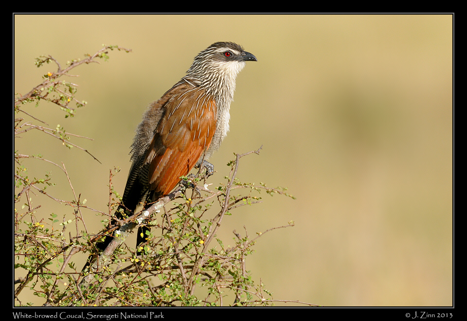 white_browed_coucal_2549a