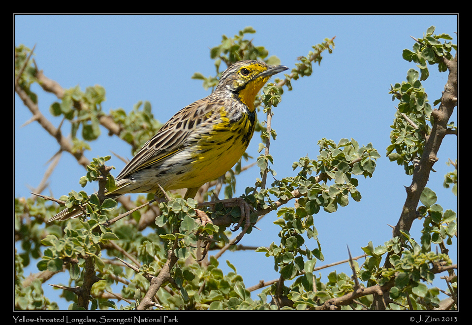 yellow_throated_longclaw_9509a