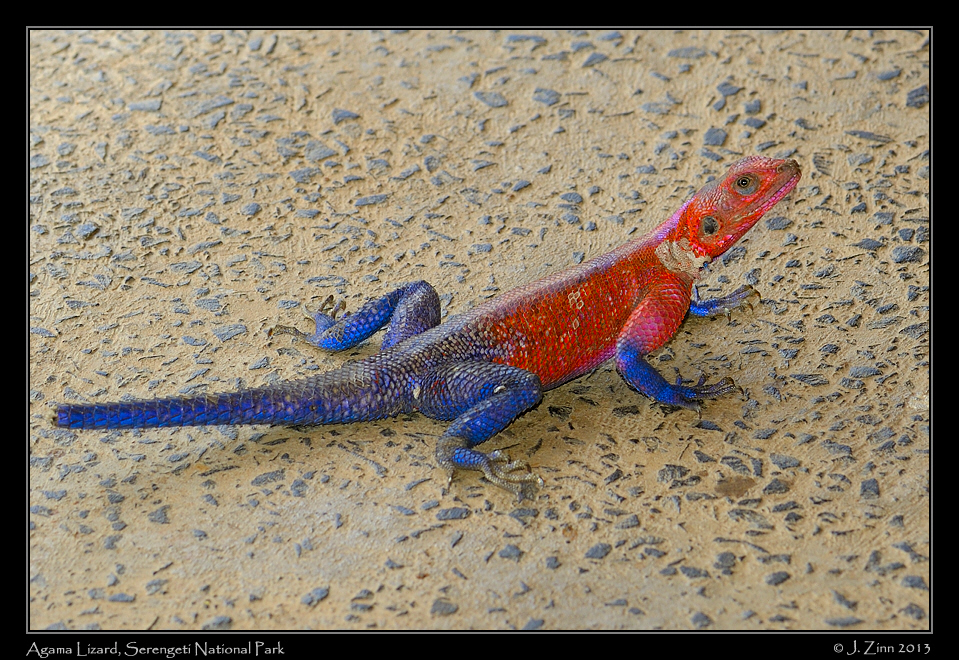 agama_lizard_9331a