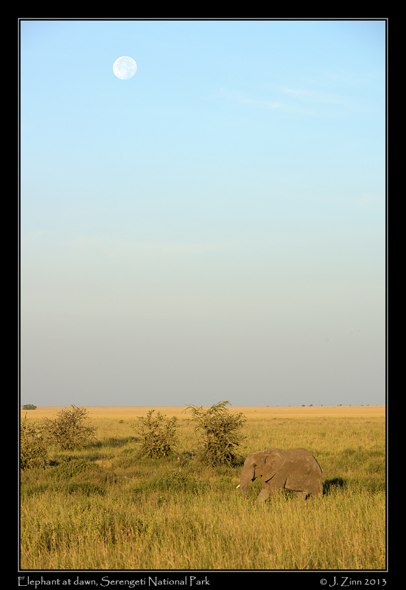 elephant_9158ab
