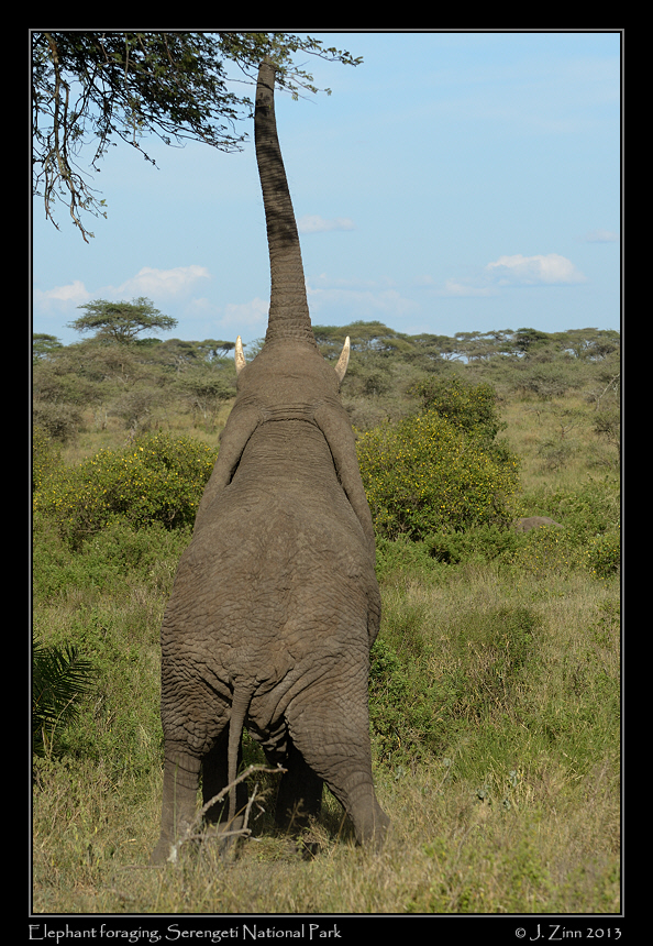 elephant_9376a