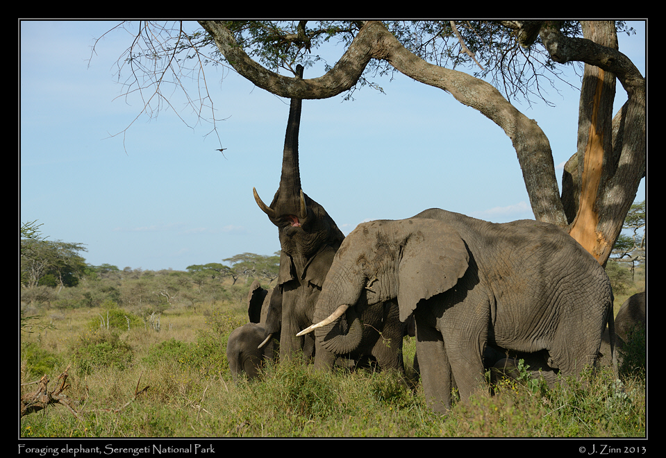 elephant_9391a